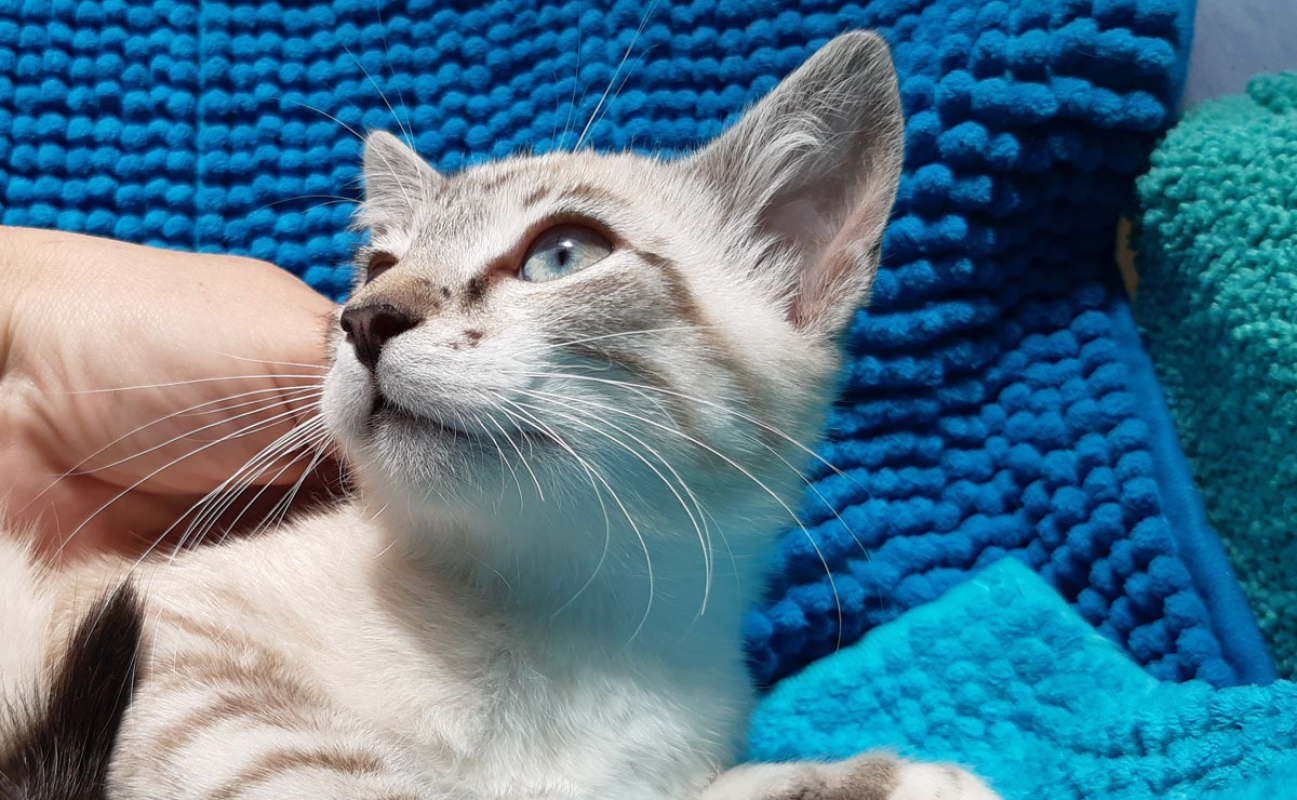 Photo #4 de Potiflip