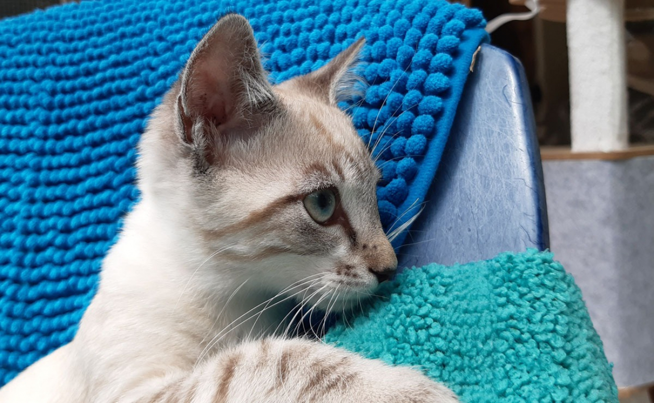 Photo #6 de Potiflip