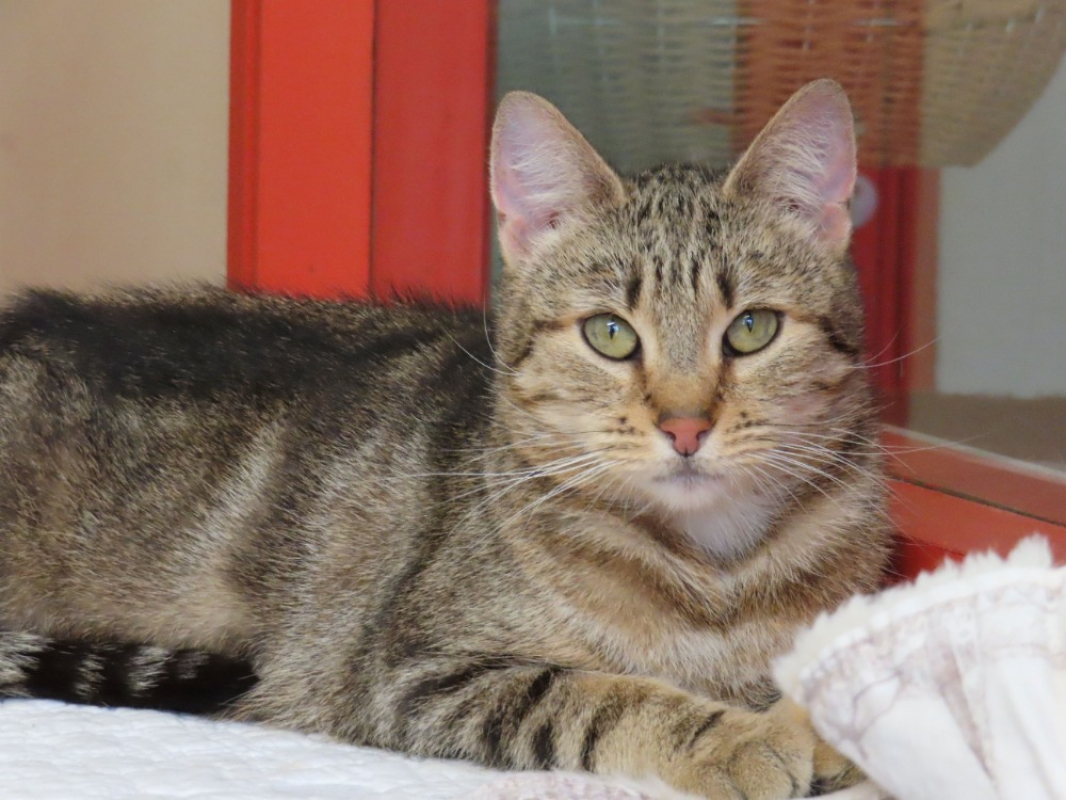 Neuilly - Chat Européen à adopter