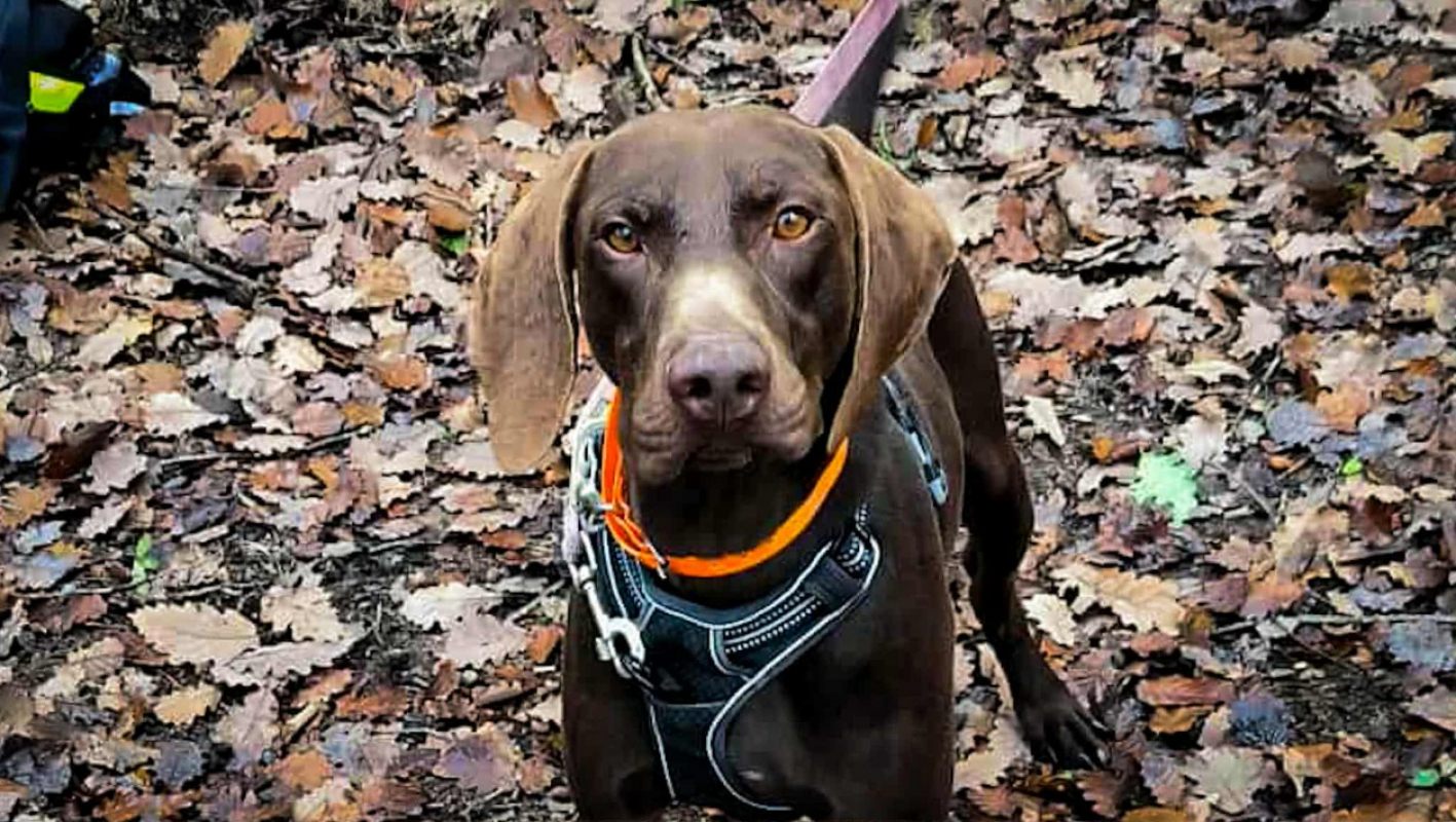 Photo #1 de Ugolin del tessuor