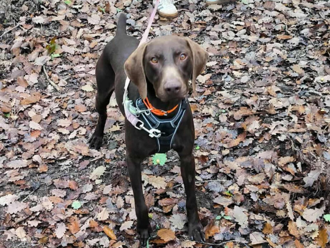 Photo #2 de Ugolin del tessuor