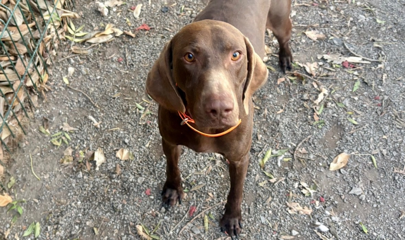 Photo #3 de Ugolin del tessuor