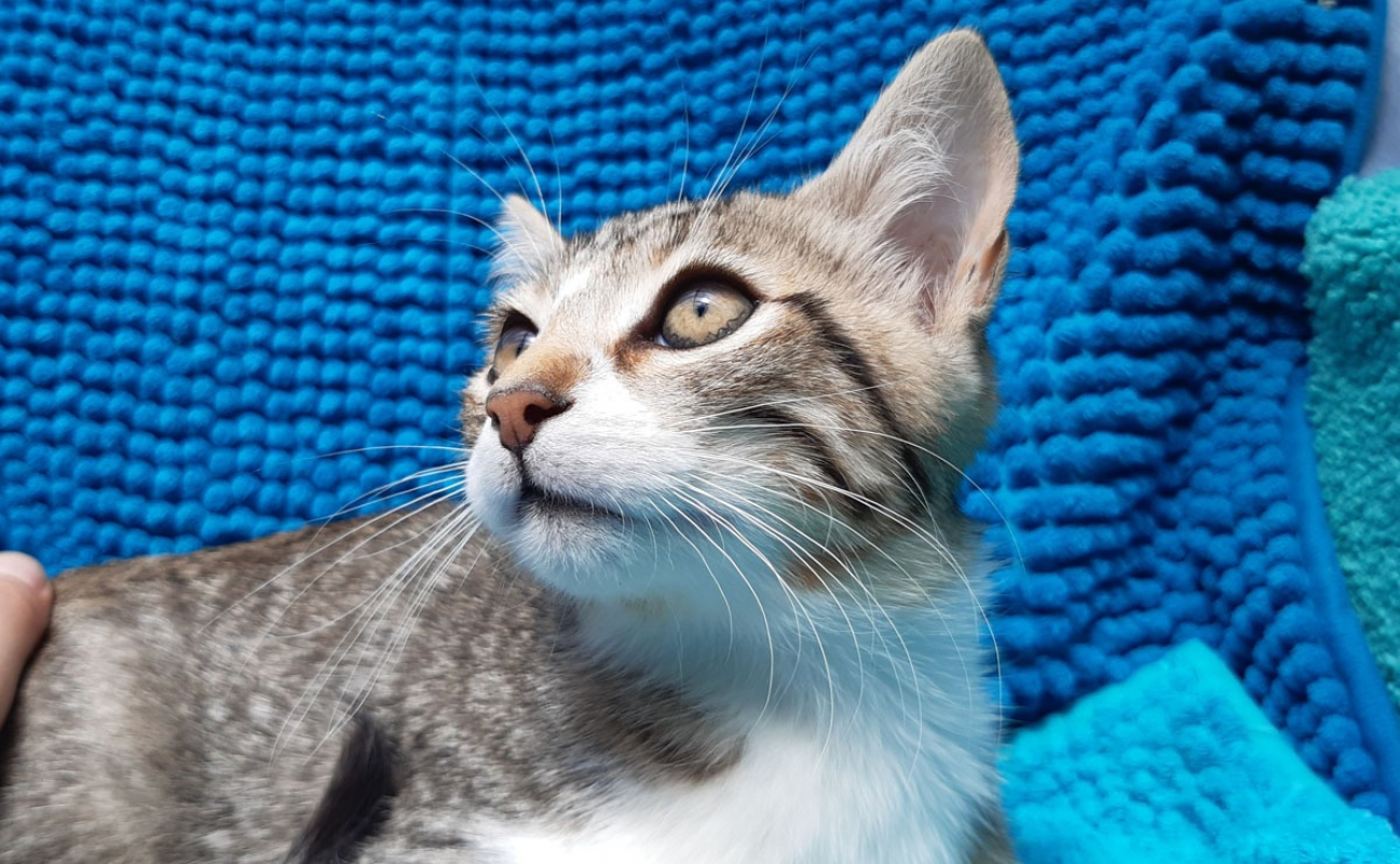 Photo #2 de Potifuit