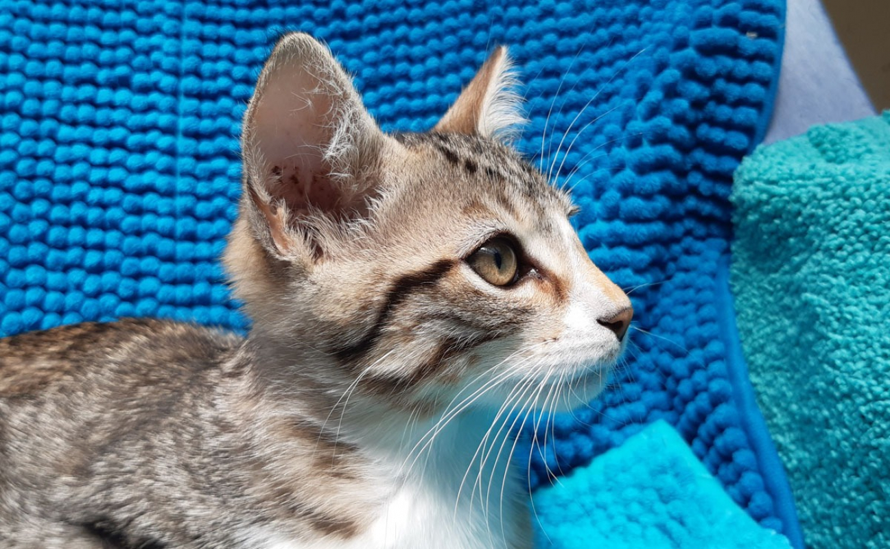 Photo #3 de Potifuit