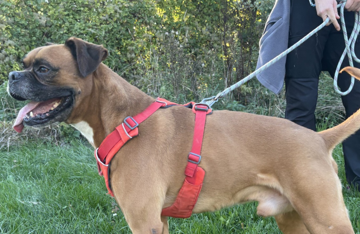 Photo #3 de Magnesium