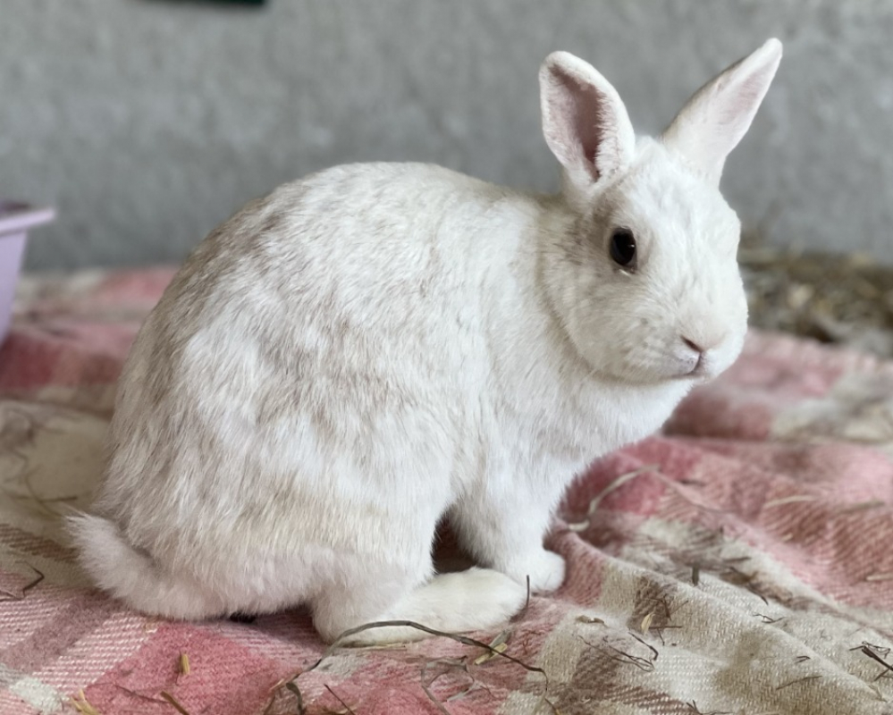 Photo de Moka