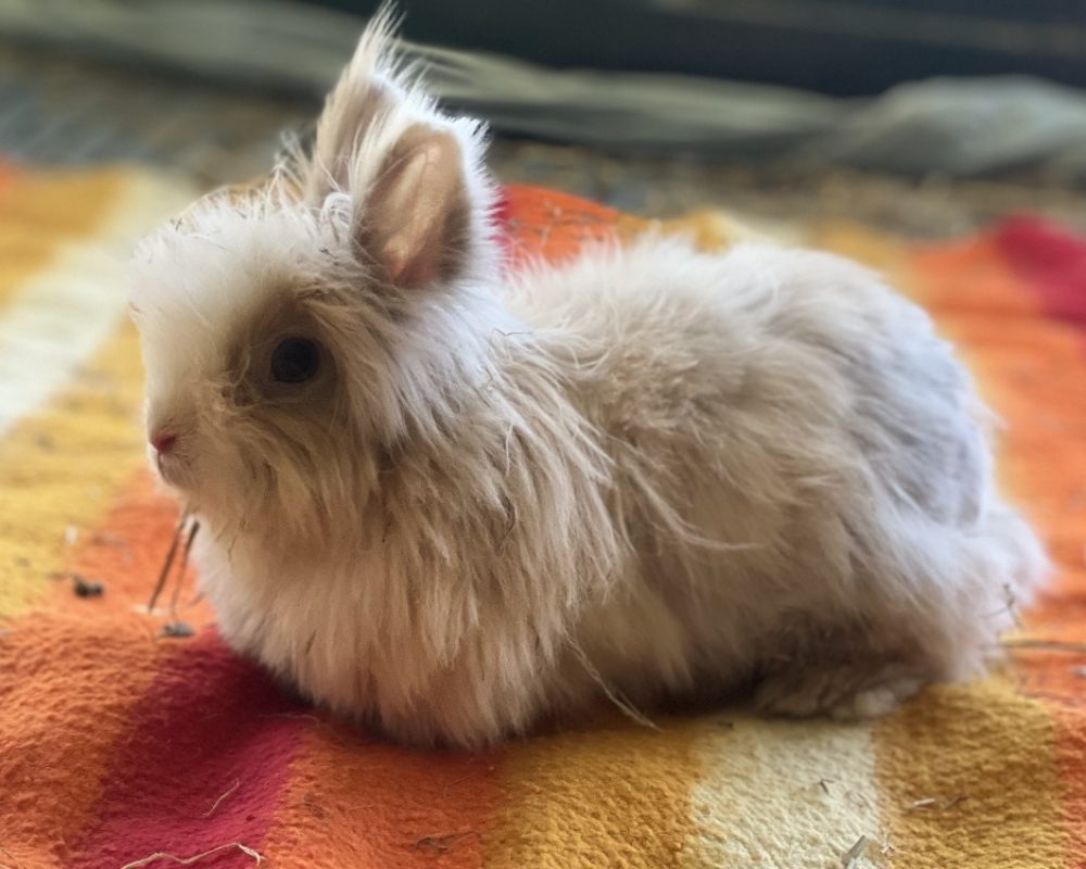 Photo de Pampan
