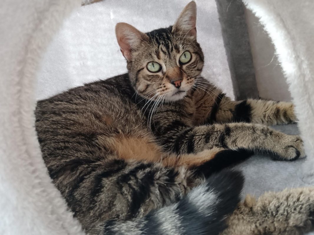 Tali - Chat Européen à adopter