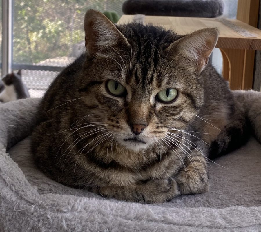 Tali - Chat Européen à adopter - photo 2