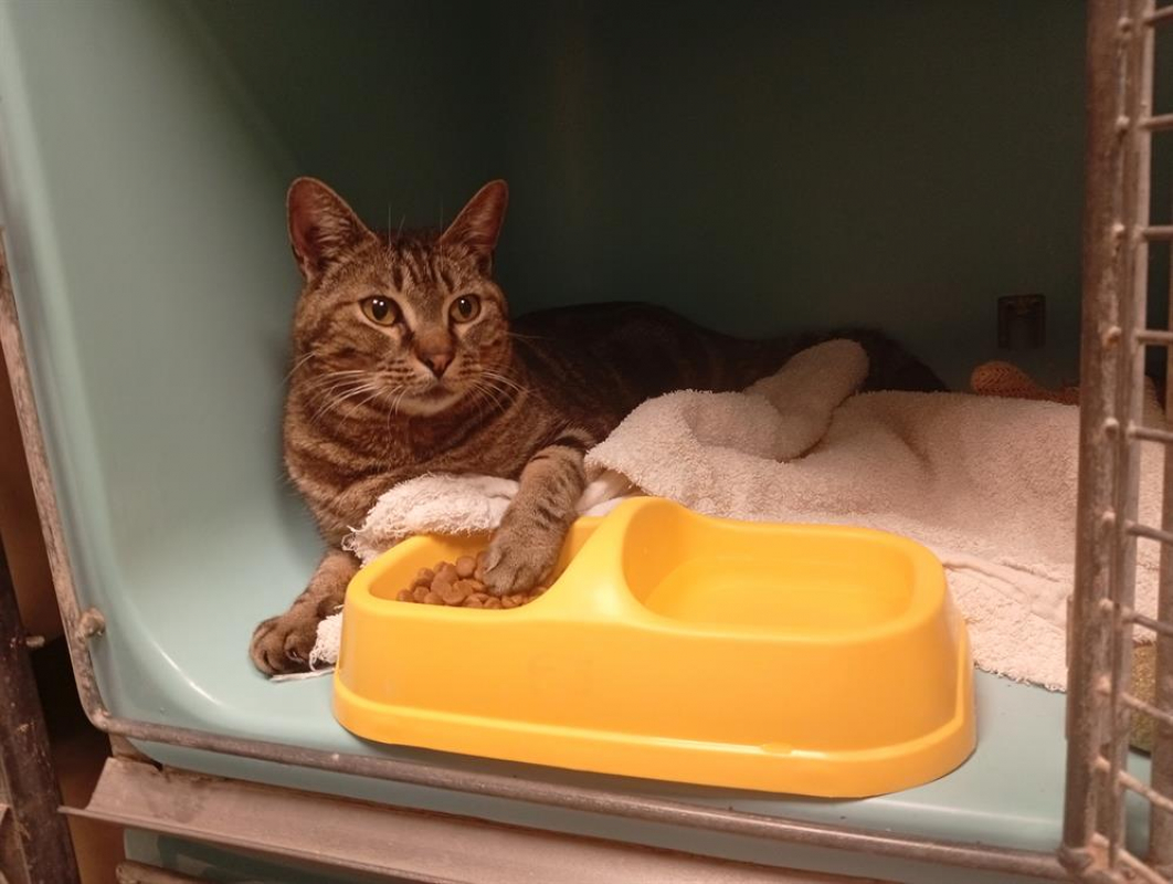 Photo #1 de Xilberic