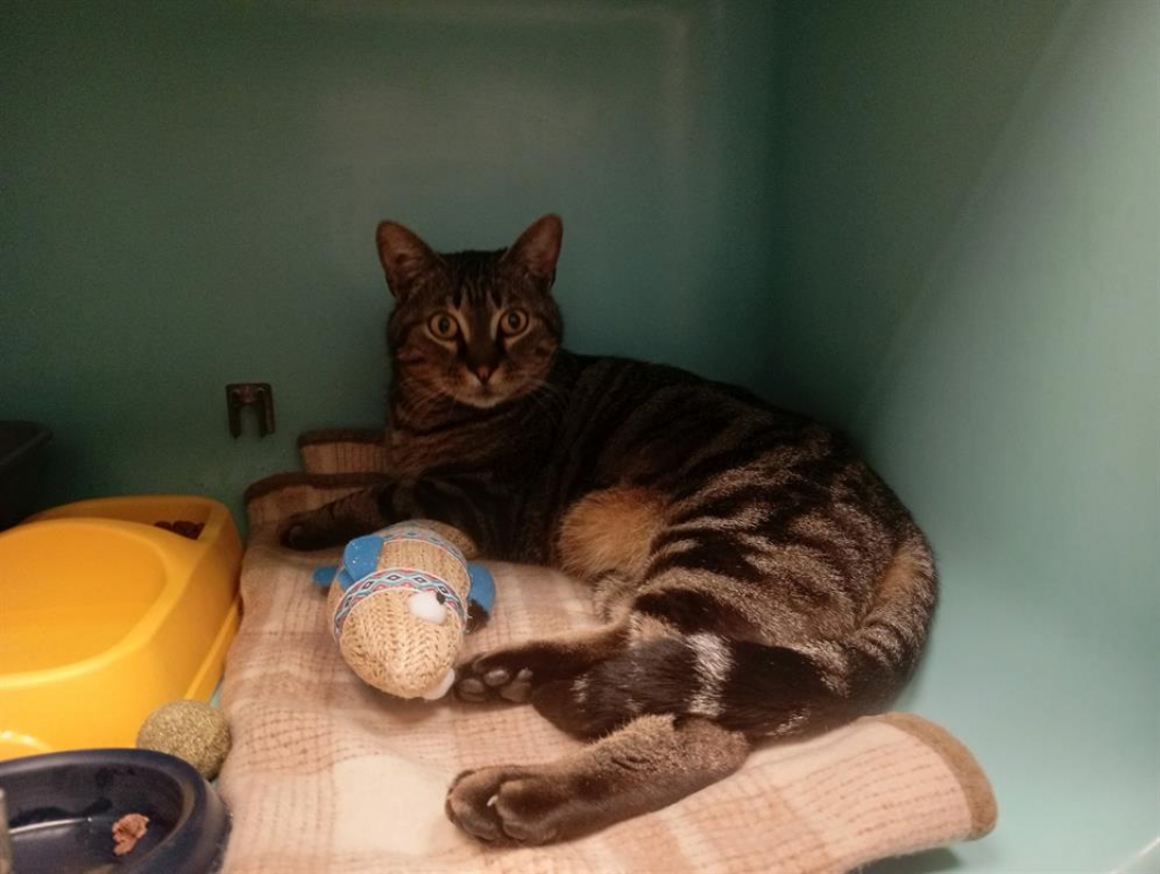 Photo #2 de Xilberic