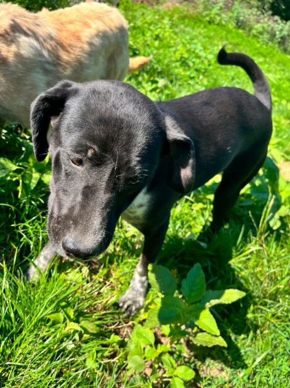 Anca - Chien à adopter - photo 11