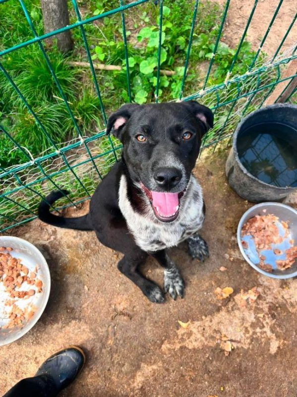 Anca - Chien à adopter