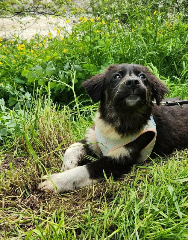 Photo #7 de Baloo