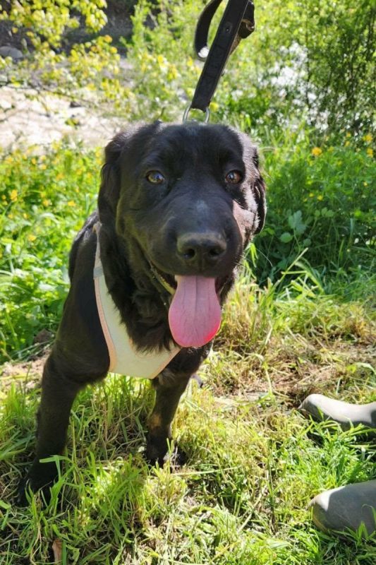 Ecaterina - Chien à adopter - photo 6