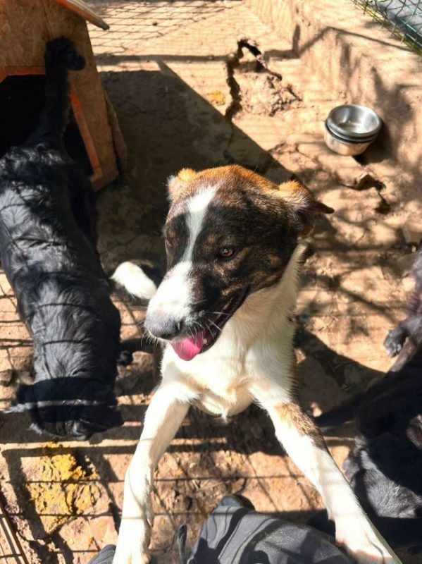 Emil - Chien à adopter - photo 7