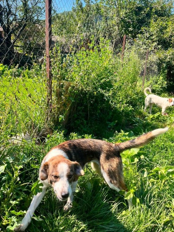 Lily - Chien à adopter - photo 8