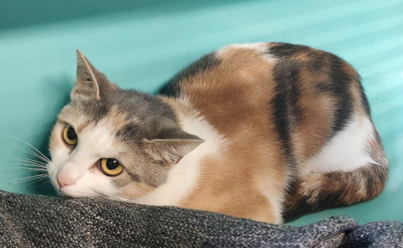 Photo de Trico dilue