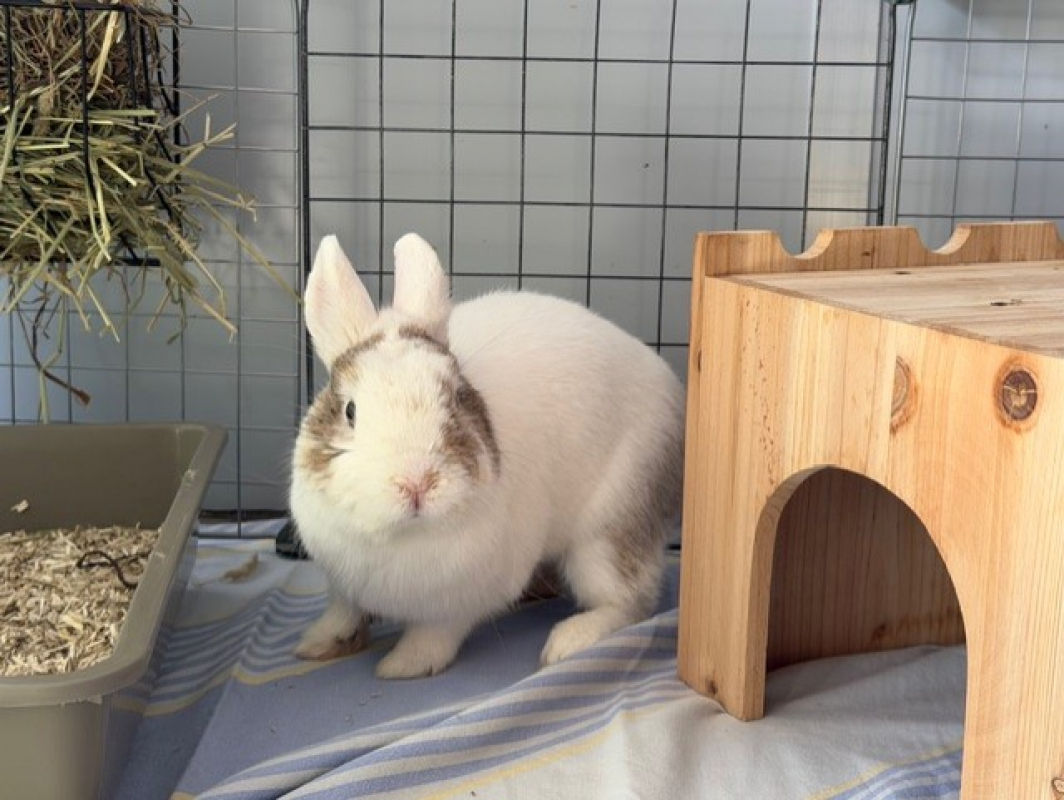 Photo de Panpan