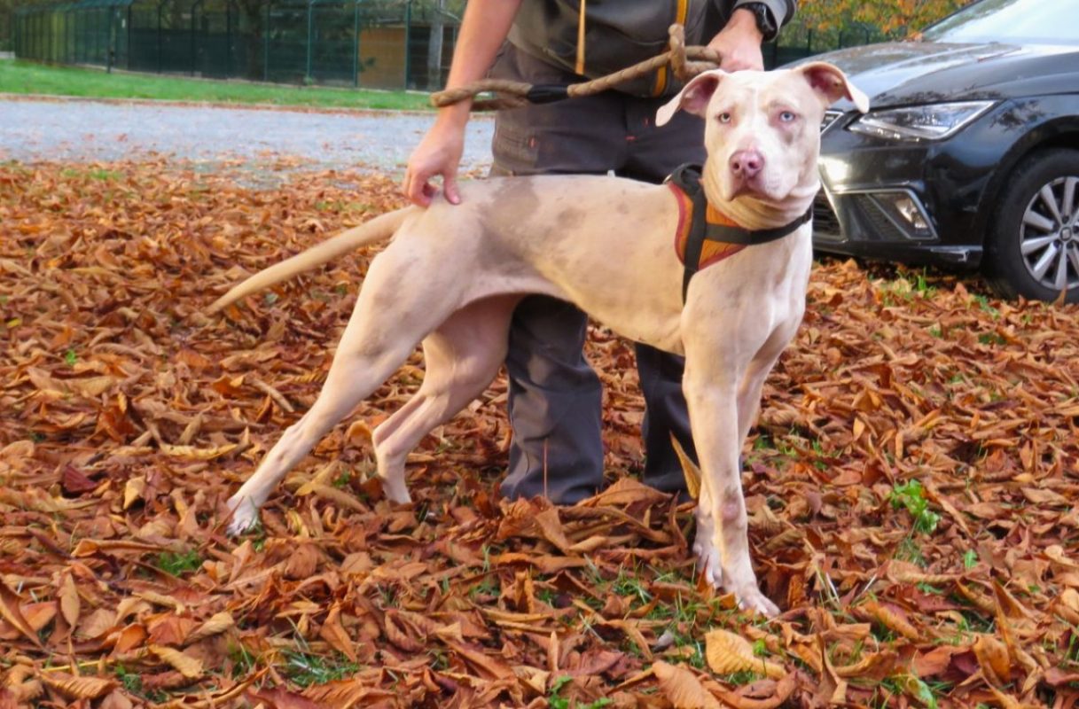 Athyla - Chien à adopter