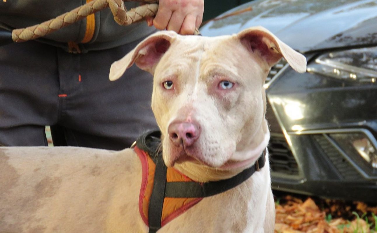 Athyla - Chien à adopter - photo 2