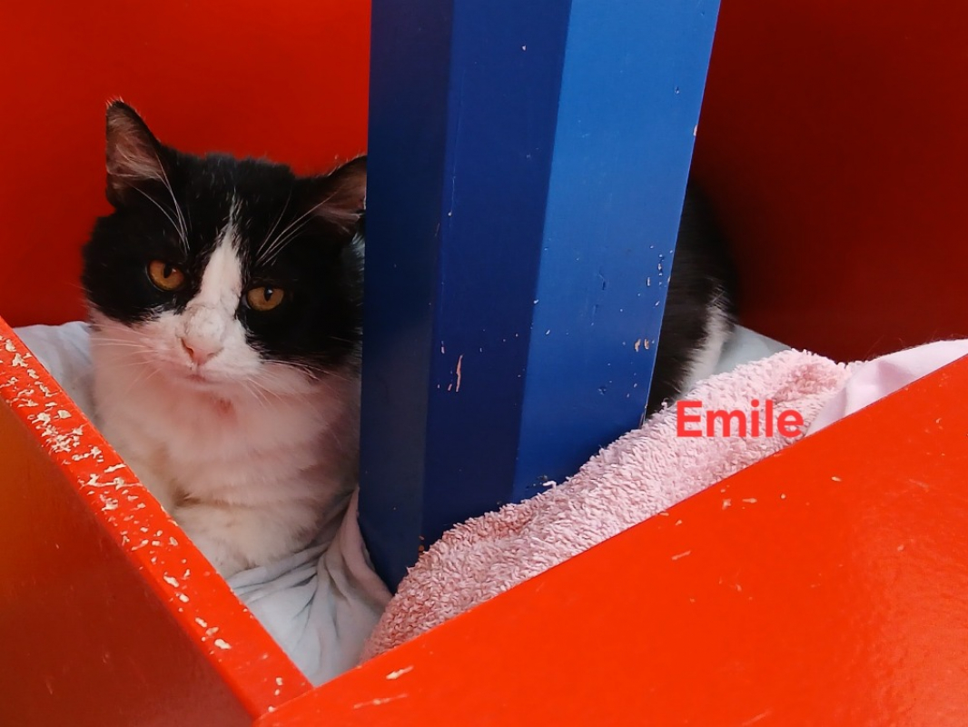 Photo #2 de Emile