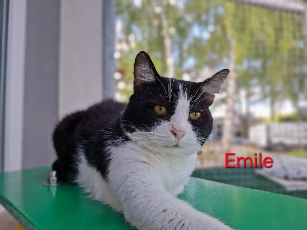 Emile - Chat Européen à adopter