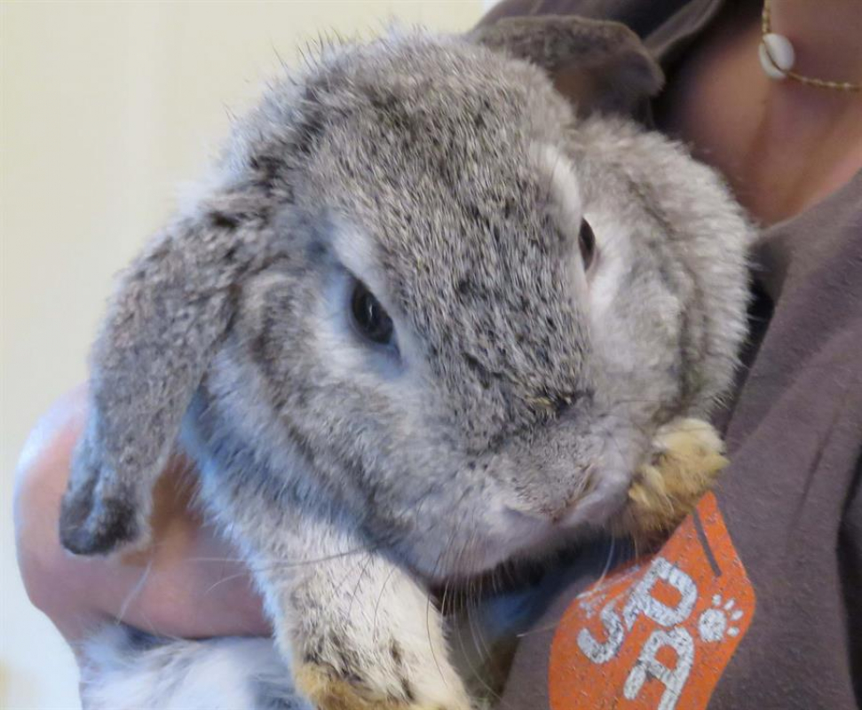 Photo de Pimprenelle