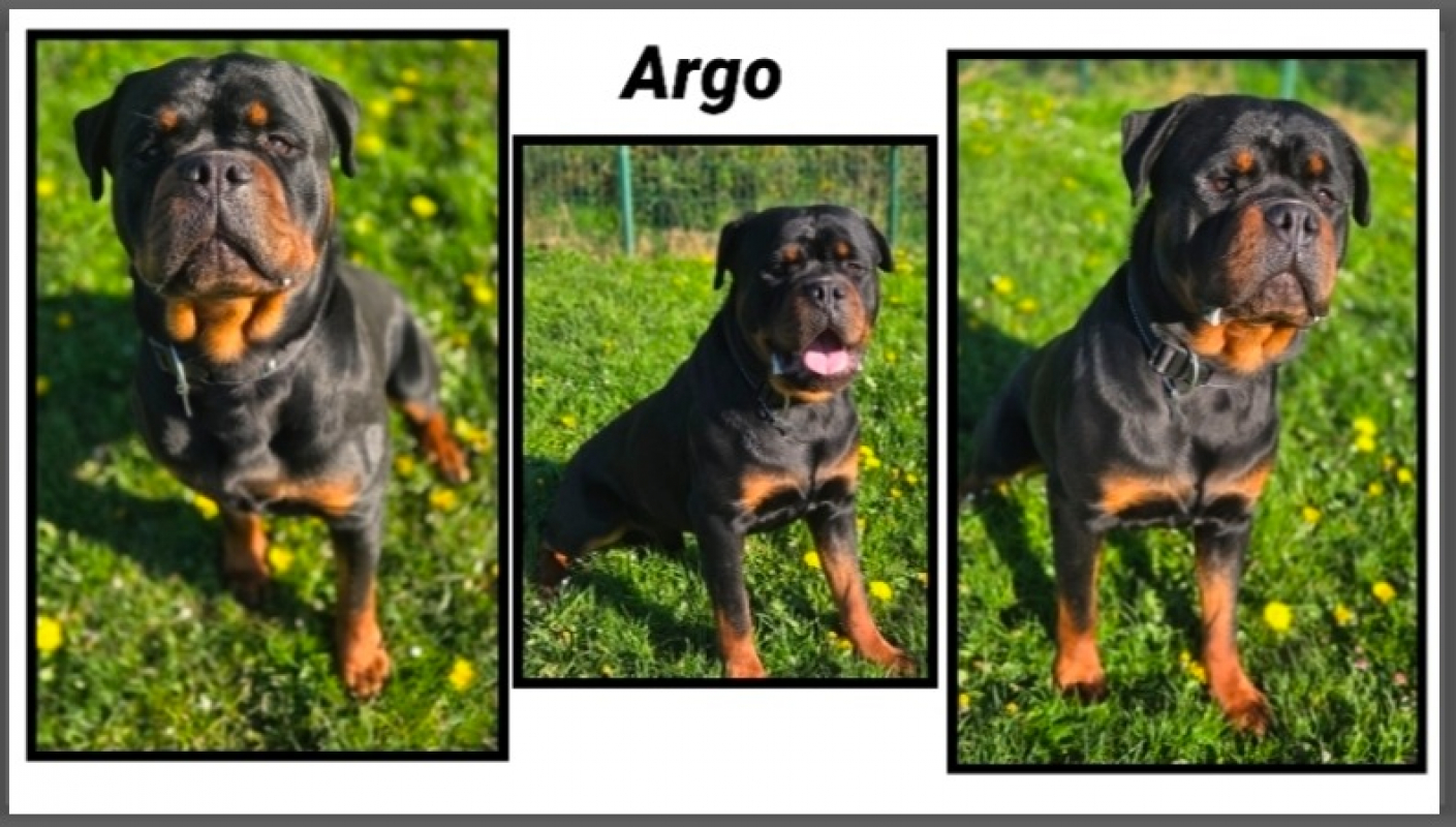 Photo de Argo