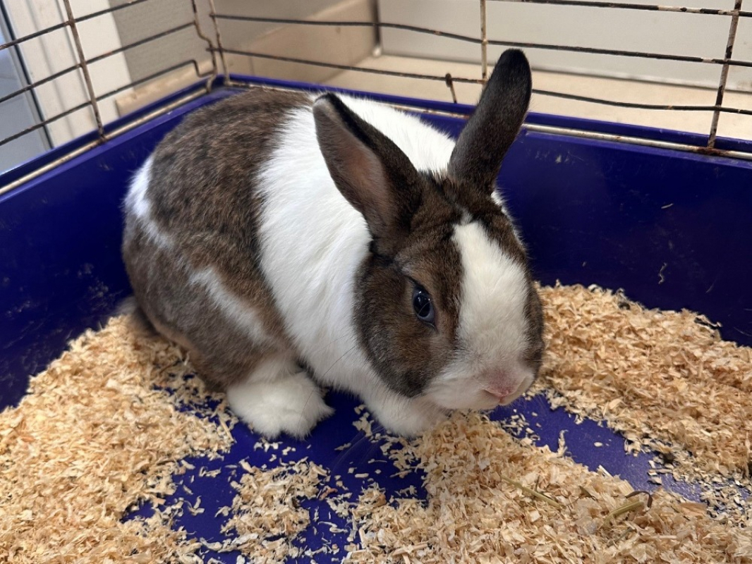 Photo de Pompom