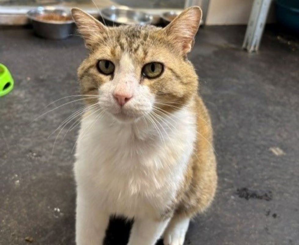 Binibou - Chat Européen à adopter