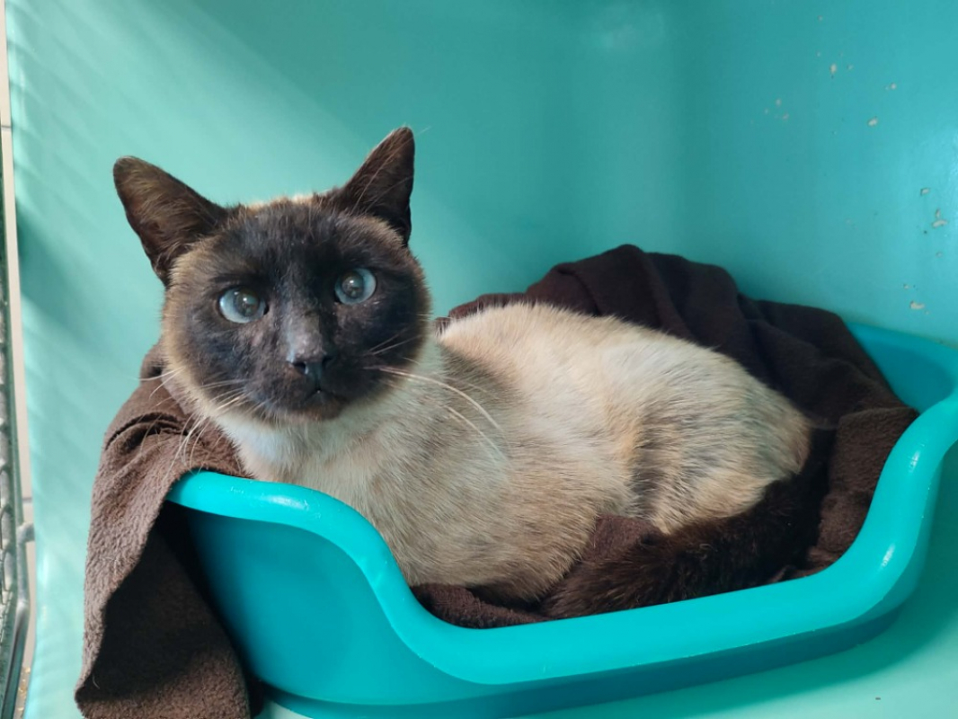 Photo de Deambulateur