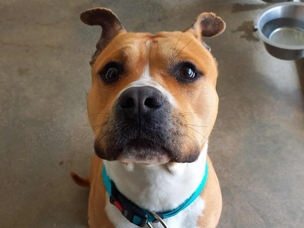 Photo #3 de Hannibal