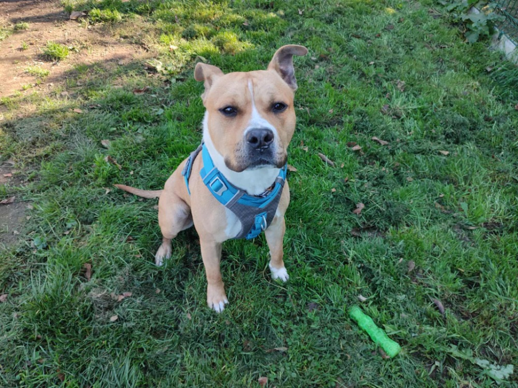 Photo #2 de Hannibal