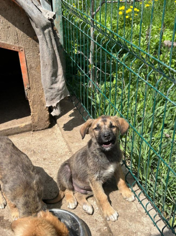 Photo #4 de Bourgeon