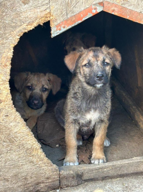 Photo #1 de Bourgeon