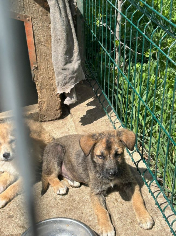 Photo #3 de Bourgeon