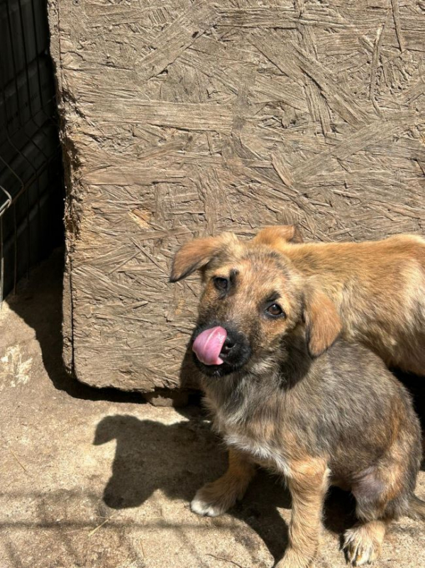 Photo #1 de Coccinelle