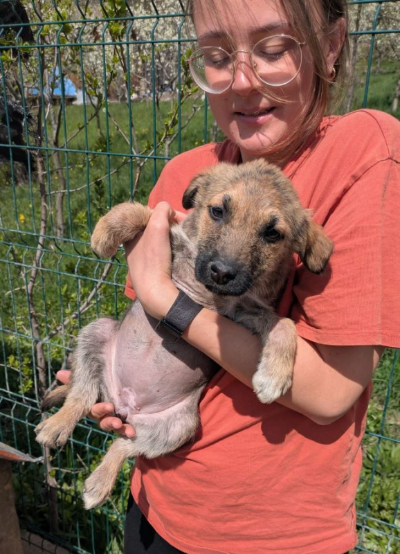 Photo #5 de Coccinelle