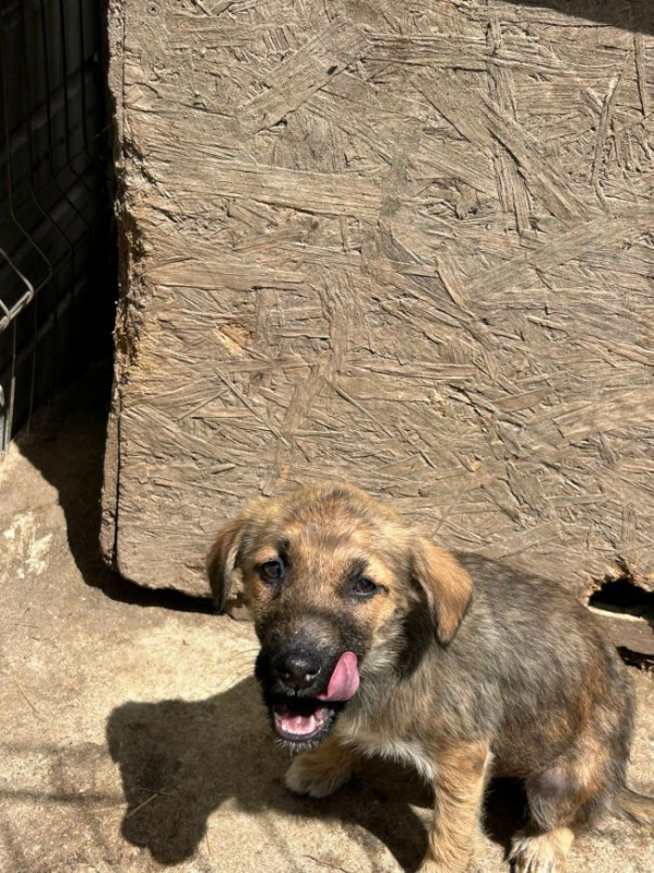 Photo #3 de Coccinelle