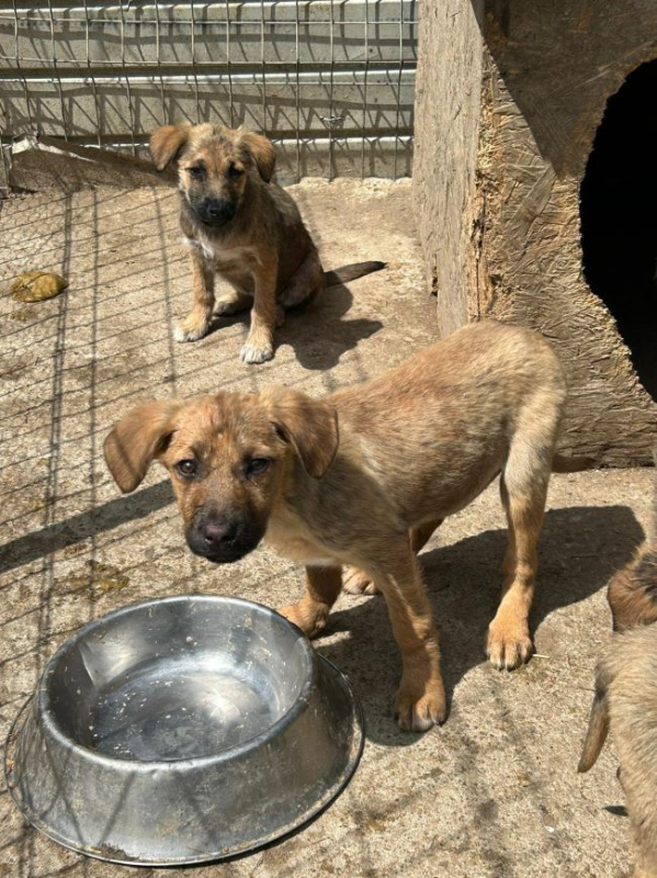 Photo #2 de Coccinelle