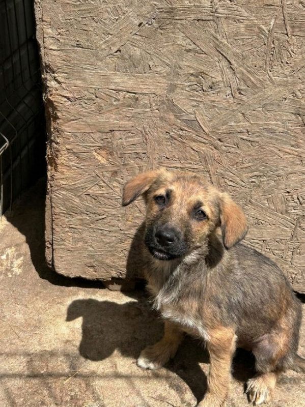 Photo #4 de Coccinelle