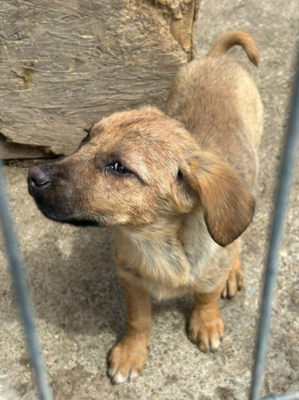 Photo #4 de Hirondelle