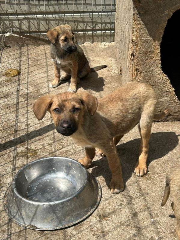 Photo #2 de Hirondelle