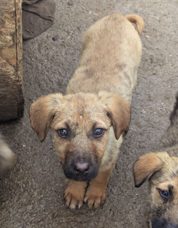 Photo #3 de Hirondelle