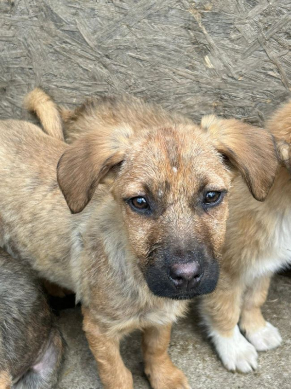 Photo #5 de Hirondelle