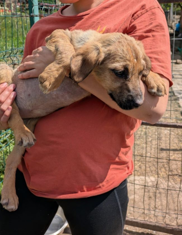 Photo #1 de Hirondelle