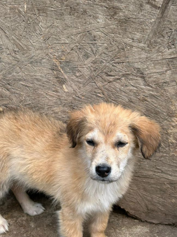 Photo #2 de Papillon