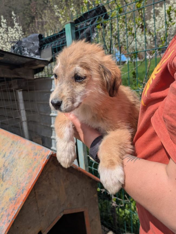 Photo #7 de Papillon