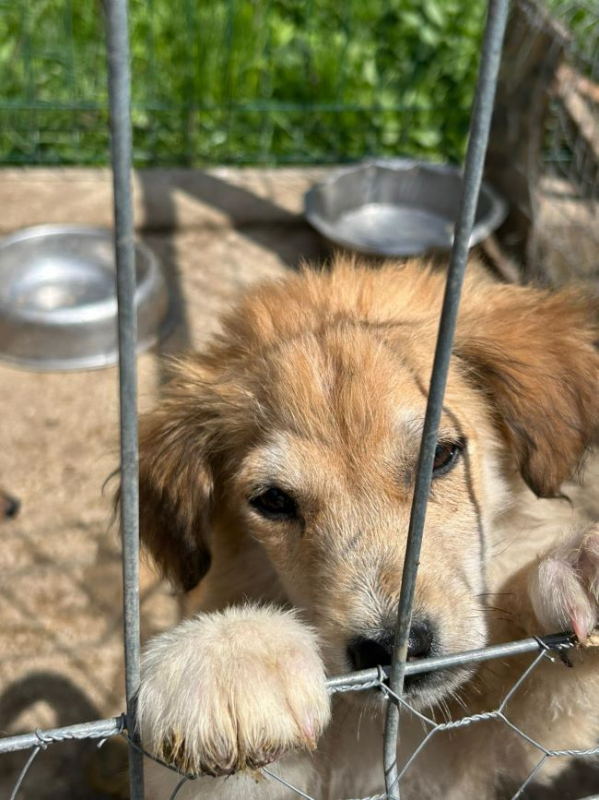 Photo #6 de Papillon